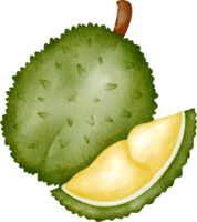 watercolor fruit Durian png