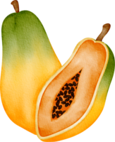 vattenfärg frukt papaya png