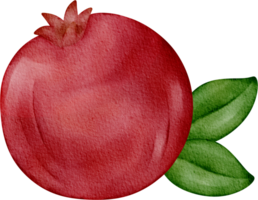 vattenfärg granatäpple frukt png