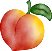 watercolor fruit nectarine png