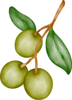 Aquarell Obst Olive png