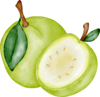 vattenfärg frukt guava png