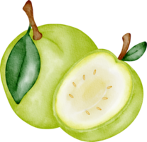 acquerello frutta guaiava png