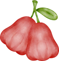 acuarela Fruta Rosa manzana png