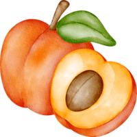 waterverf fruit abrikoos png