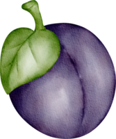 aguarela fruta ameixa seca png