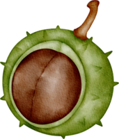 aguarela fruta castanha png