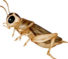 watercolor cricket clip art png