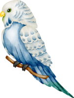 acquerello pappagallino uccello png
