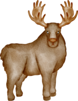 watercolor moose clip art png