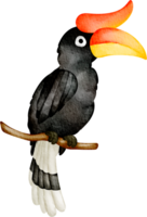 vattenfärg hornbill klämma konst png