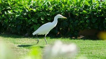 white crane kerala hunting on the grass field in tropical country video