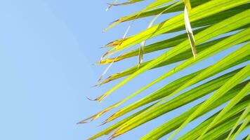 From below palm tree with green branches against cloudless blue sky in sunshine video