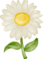 watercolor daisy flower png