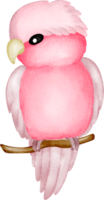 cacatúa rosado acuarela png