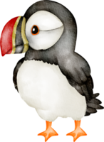 puffin watercolor clip art png