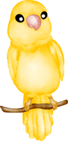 watercolor canary bird png