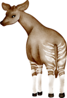 Okapi clip art png