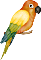 watercolor parakeet clip art png