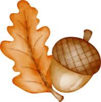 watercolor autumn acorn png