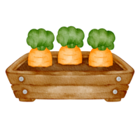 watercolor carrot gardening png