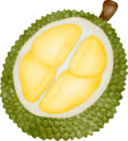 watercolor durian fruit png