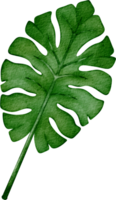 waterverf blad klem kunst png