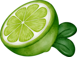 aquarelle citron vert fruit png