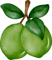 waterverf limoen fruit png