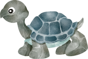 waterverf schildpad dier huisdier png