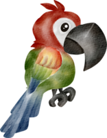 acquerello animale pappagallo png