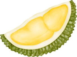 fruta durian aquarela png