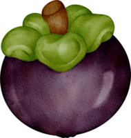 fruta de mangostán acuarela png