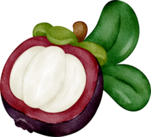 fruta de mangostán acuarela png