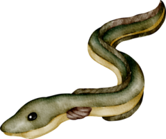 watercolor sea animal eel png