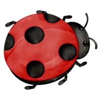 aquarelle animal coccinelle png