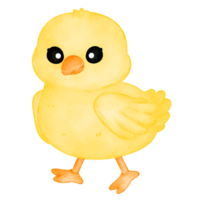 watercolor animal chick png