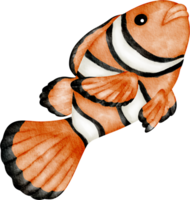 watercolor sea animal clown fish png
