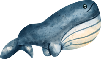 watercolor sea whale png