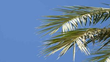 From below palm tree with green branches against cloudless blue sky in sunshine video