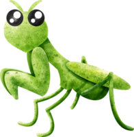 aquarelle insecte mante png