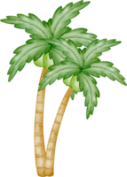 watercolor coconut tree clip art png