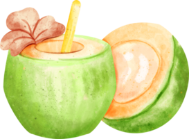 aquarelle été noix de coco png