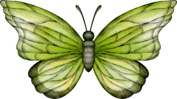 aguarela verde borboleta grampo arte png