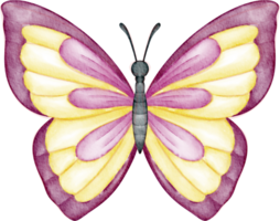 clipart papillon aquarelle png