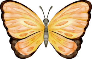 Orange papillon agrafe art png
