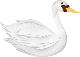 acquerello animale cigno png