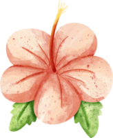 waterverf zomer hibiscus bloem png