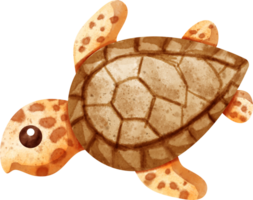 watercolor summer turtle png