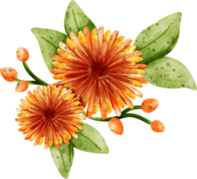 aquarelle fleur chrysanthème png